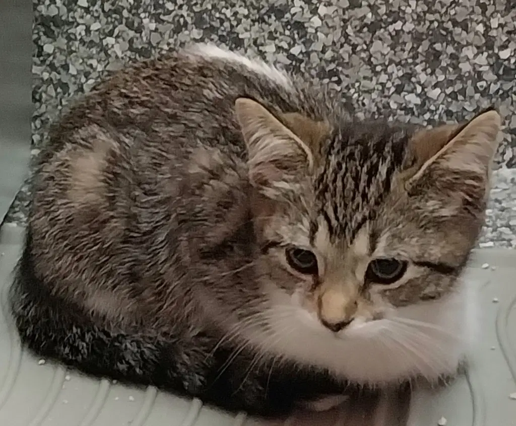Farrah  In Foster image 3
