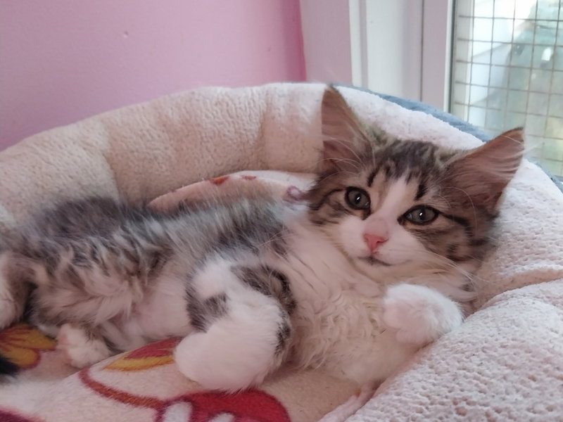 Farrah IN FOSTER, photo 2