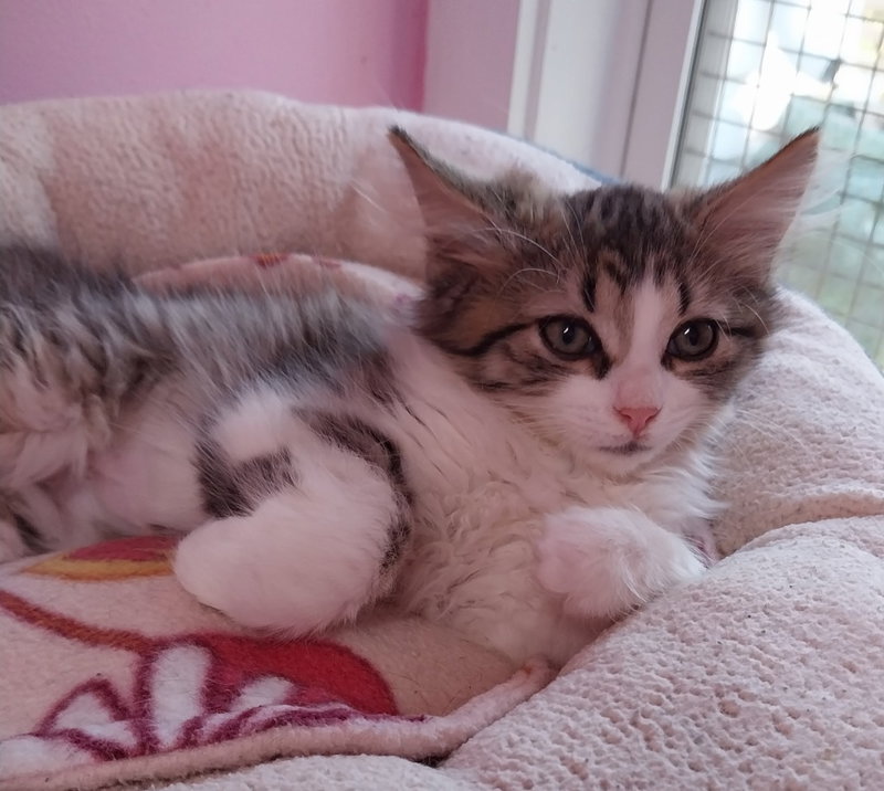 Farrah IN FOSTER, photo 3