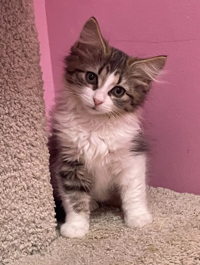 Farrah  In Foster - Domestic Medium Hair