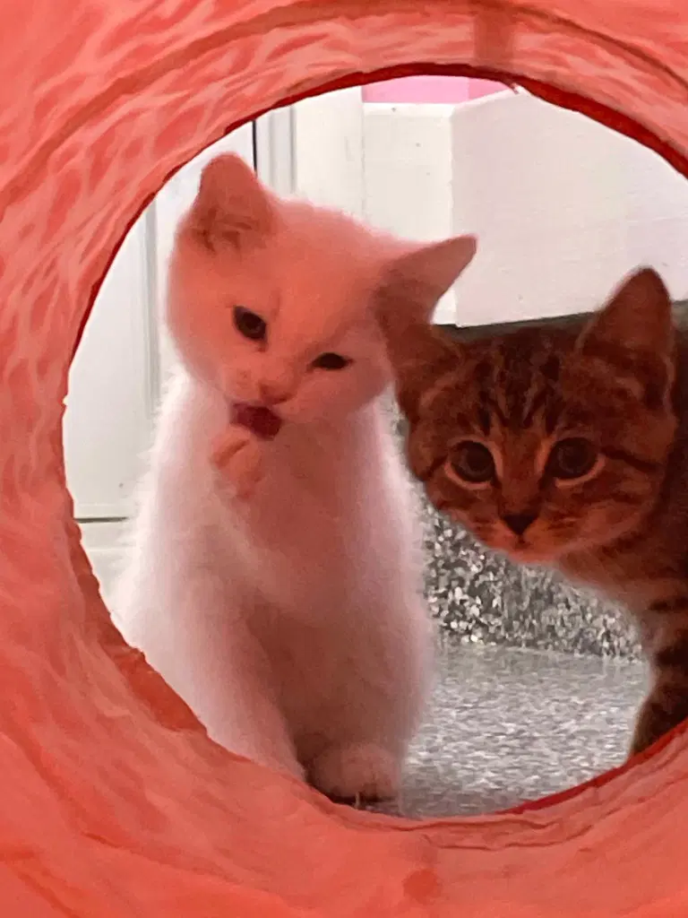 Kettlecorn  In Foster - Domestic Short Hair