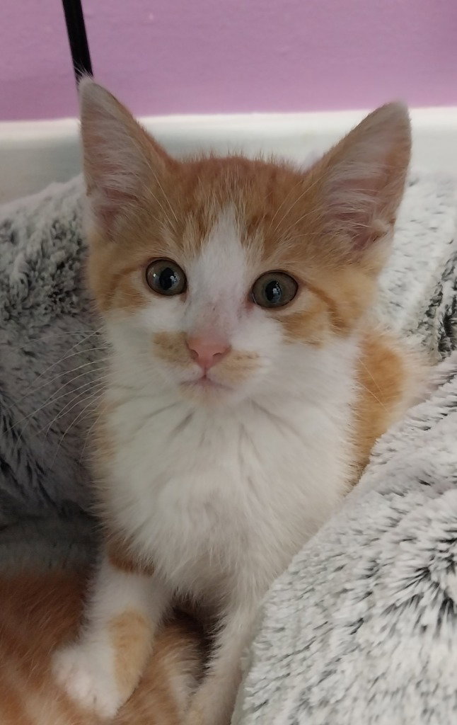 Cass * IN FOSTER *