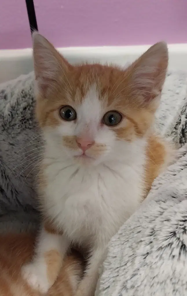 Cass  In Foster - Domestic Short Hair