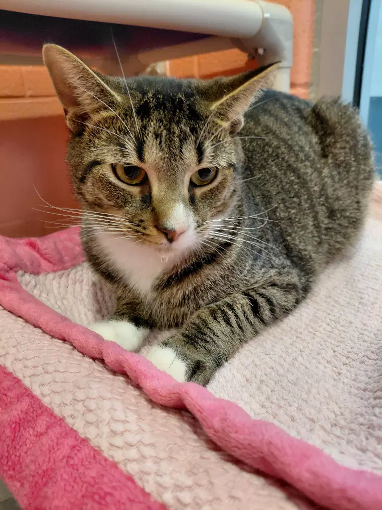 Lt Tom Lieutenant Tom - Domestic Short Hair