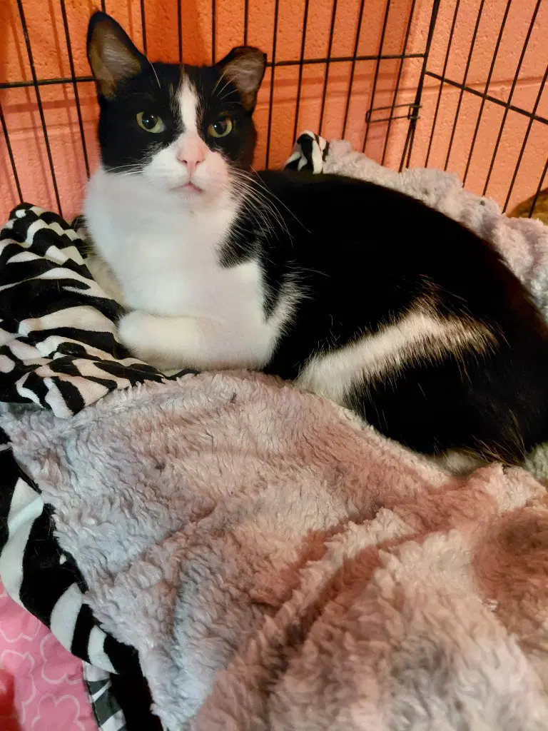 Waldo - Domestic Short Hair