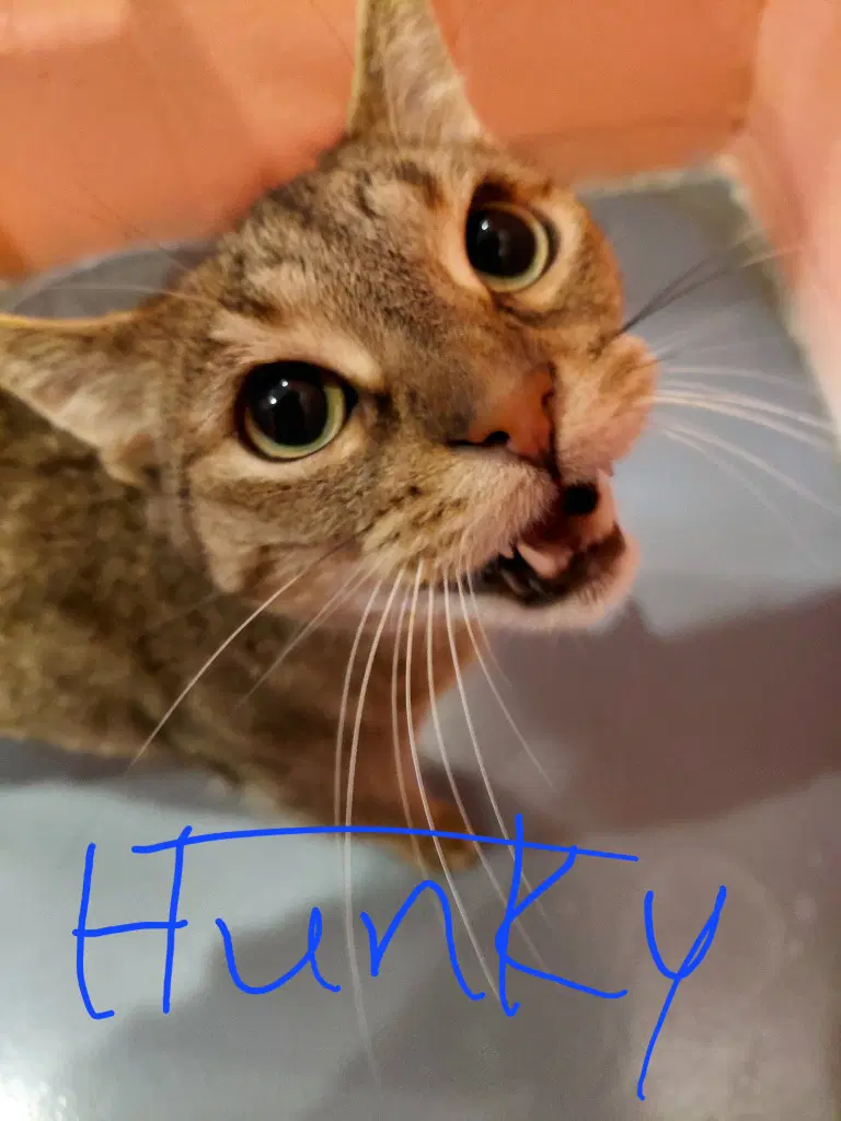 Hunky - Domestic Short Hair