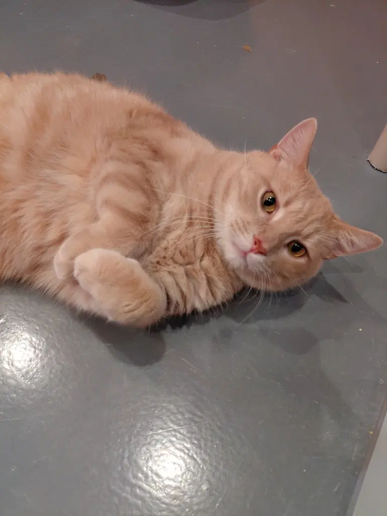 Hudson - Domestic Short Hair