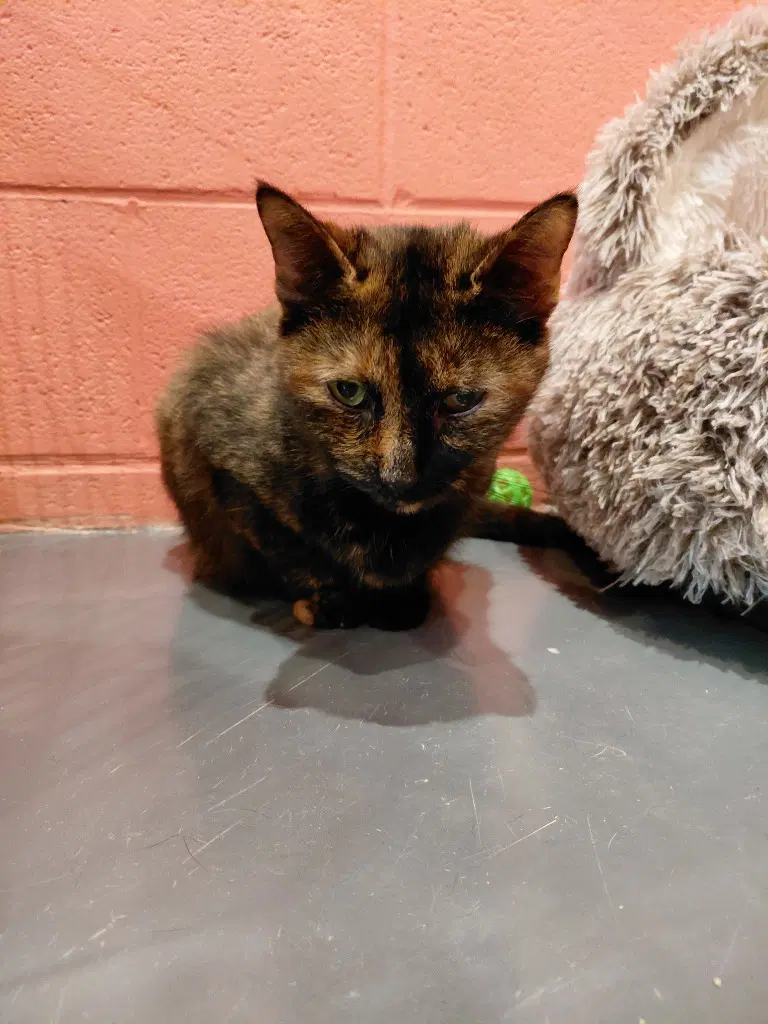 Winifred - Domestic Short Hair