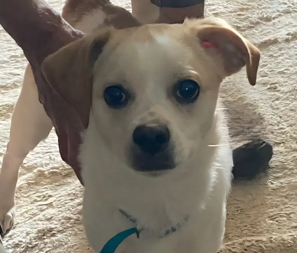 Culver-In A Foster Home - Chihuahua