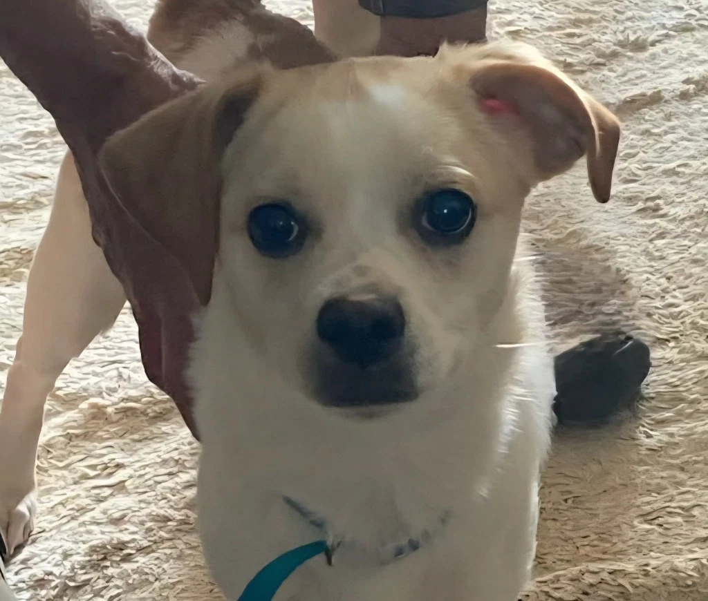 Culver-In A Foster Home