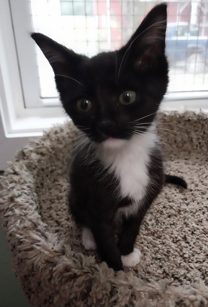 Penny * IN FOSTER *