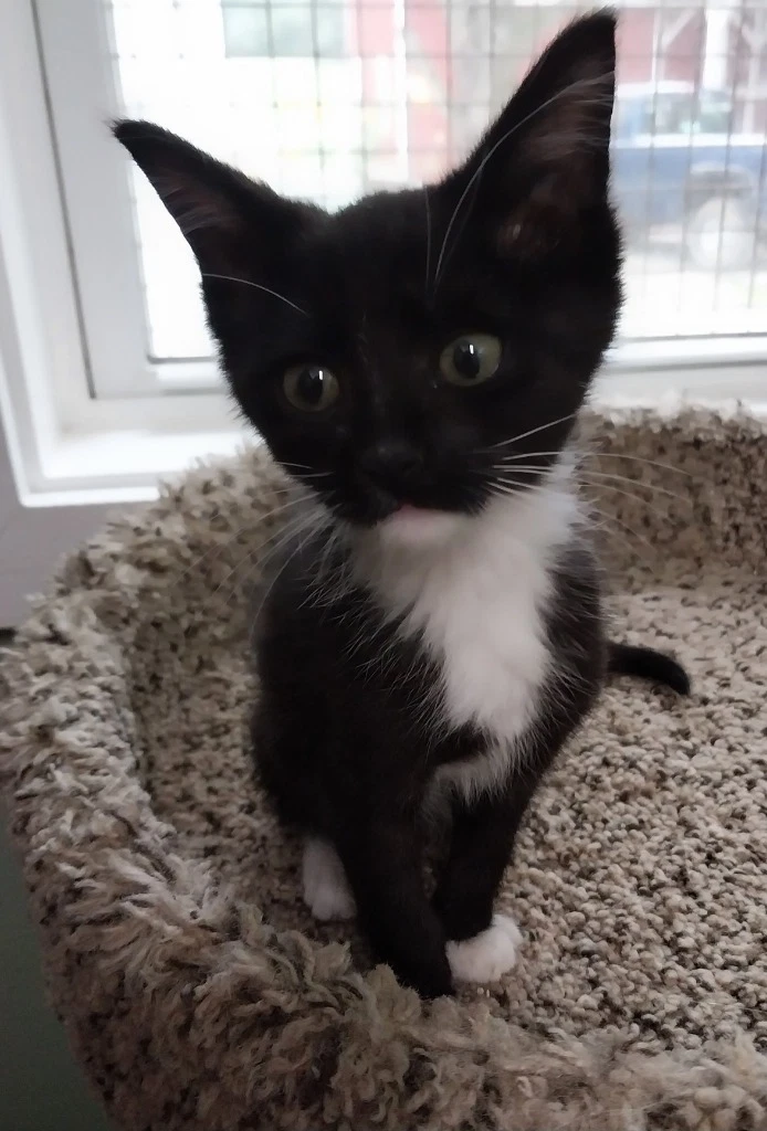 Penny  In Foster