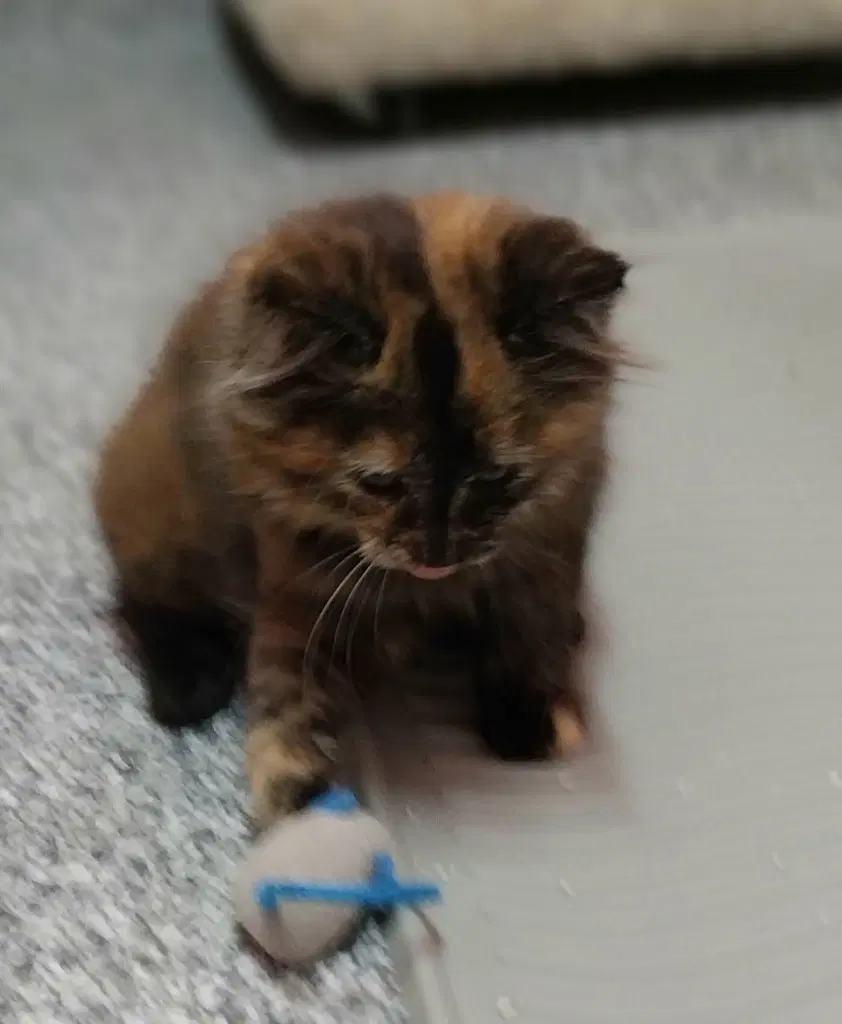 Fireball  In Foster - Domestic Long Hair