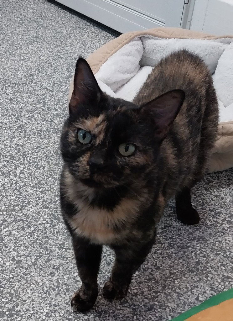 Carlie * IN FOSTER *