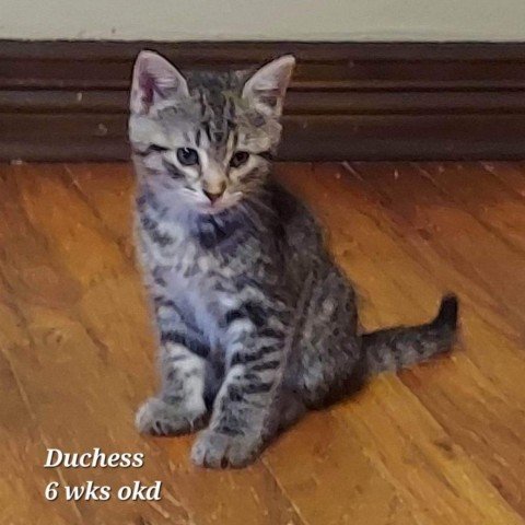 adoptable Cat in Baytown, TX named Duchess