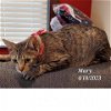 adoptable Cat in baytown, TX named Mary (mom)