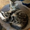 adoptable Cat in baytown, TX named Mona