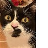 adoptable Cat in baytown, TX named Millie (mom)