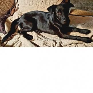 adoptable Dog in Baytown, TX named Cindy