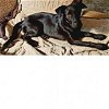 adoptable Dog in baytown, tx, TX named Cindy