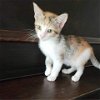 adoptable Cat in baytown, TX named Selina