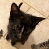 adoptable Cat in baytown, TX named Nyssa