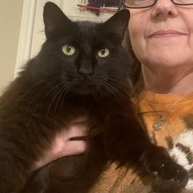 adoptable Cat in Baytown, TX named Midnight
