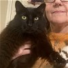 adoptable Cat in baytown, TX named Midnight