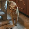 adoptable Cat in baytown, TX named Kimball