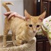 adoptable Cat in baytown, TX named Tonto
