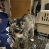 adoptable Cat in baytown, tx, TX named Granite