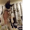 adoptable Cat in baytown, TX named Pigpen