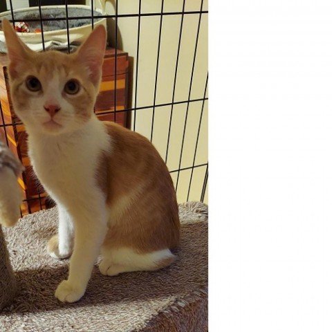 adoptable Cat in Baytown, TX named Creamsicle