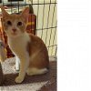 adoptable Cat in baytown, tx, TX named Creamsicle