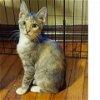 adoptable Cat in baytown, TX named Maneki