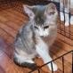 adoptable Cat in baytown, TX named Marble