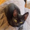 adoptable Cat in baytown, TX named Pepper