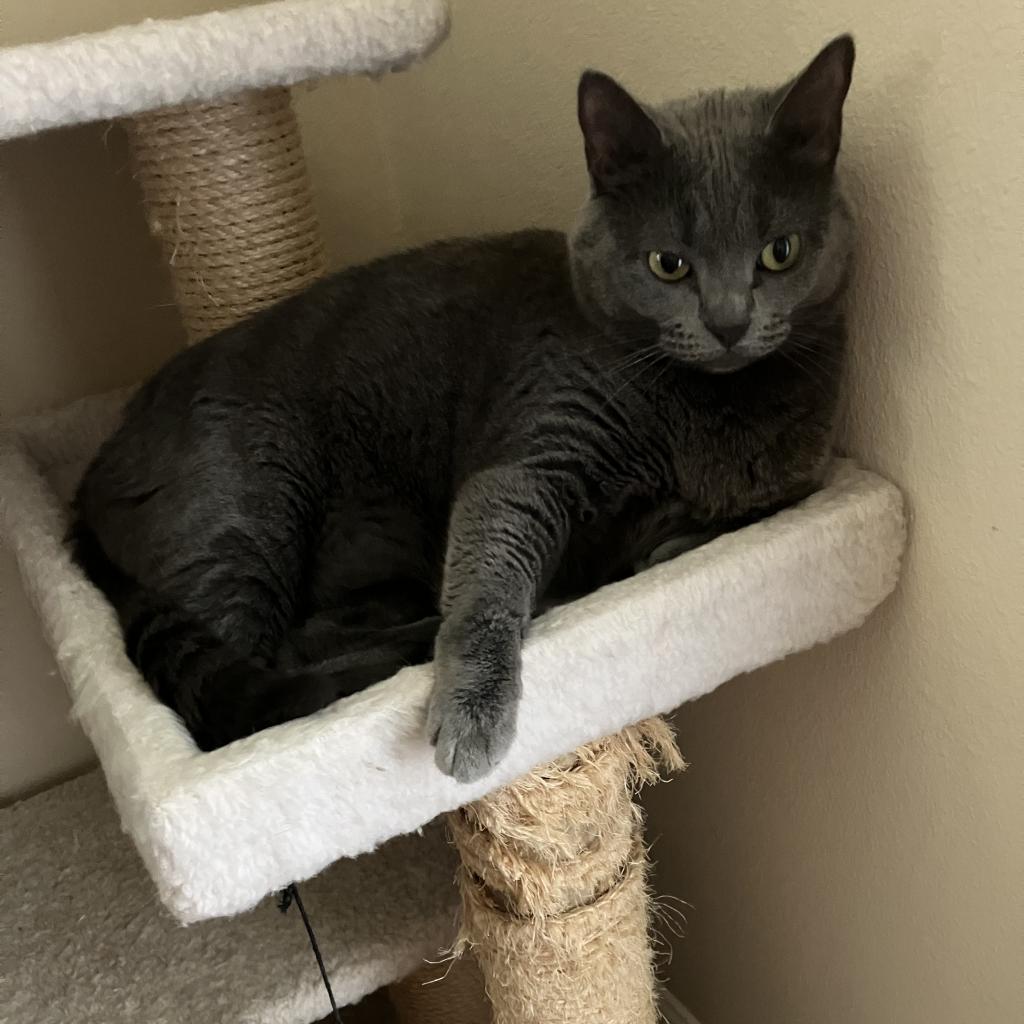 adoptable Cat in Baytown, TX named Violet (mom)