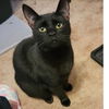 adoptable Cat in Baytown, TX named Pepper