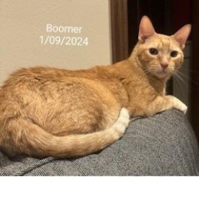 adoptable Cat in Baytown, TX named Boomer