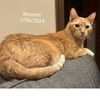 adoptable Cat in Baytown, TX named Boomer