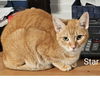 adoptable Cat in Baytown, TX named Starry (Star)