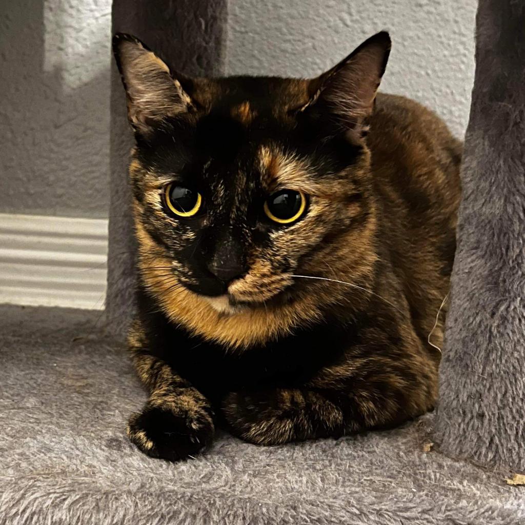 adoptable Cat in Baytown, TX named Leona (mom)