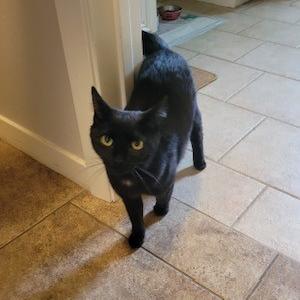 adoptable Cat in Baytown, TX named Bernadette