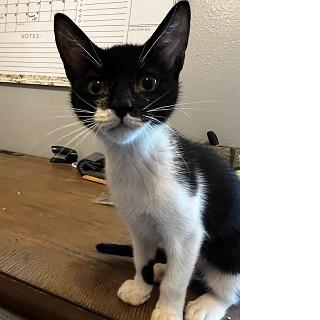 adoptable Cat in Baytown, TX named Lucy