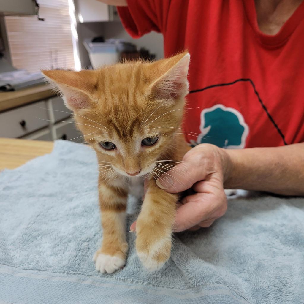 adoptable Cat in Baytown, TX named Strength