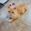 adoptable Cat in Baytown, TX named Serenity (mom)