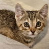 adoptable Cat in Baytown, TX named Spitfire