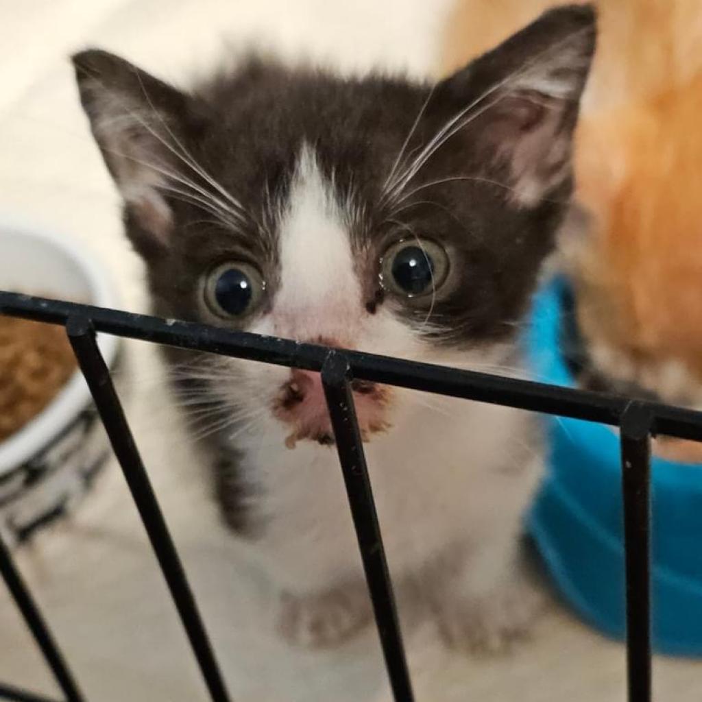 adoptable Cat in Baytown, TX named Puddy Tat