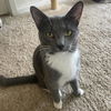 adoptable Cat in Baytown, TX named Oliver